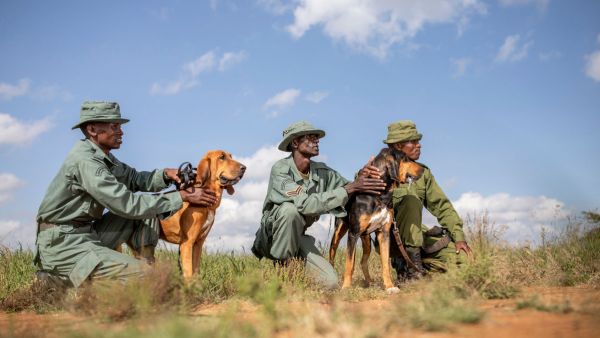 elewana-loisaba-lodo-springs-activities-tracker-dogs18A7A752-F01A-0538-B692-12CC134A7C6B.jpg