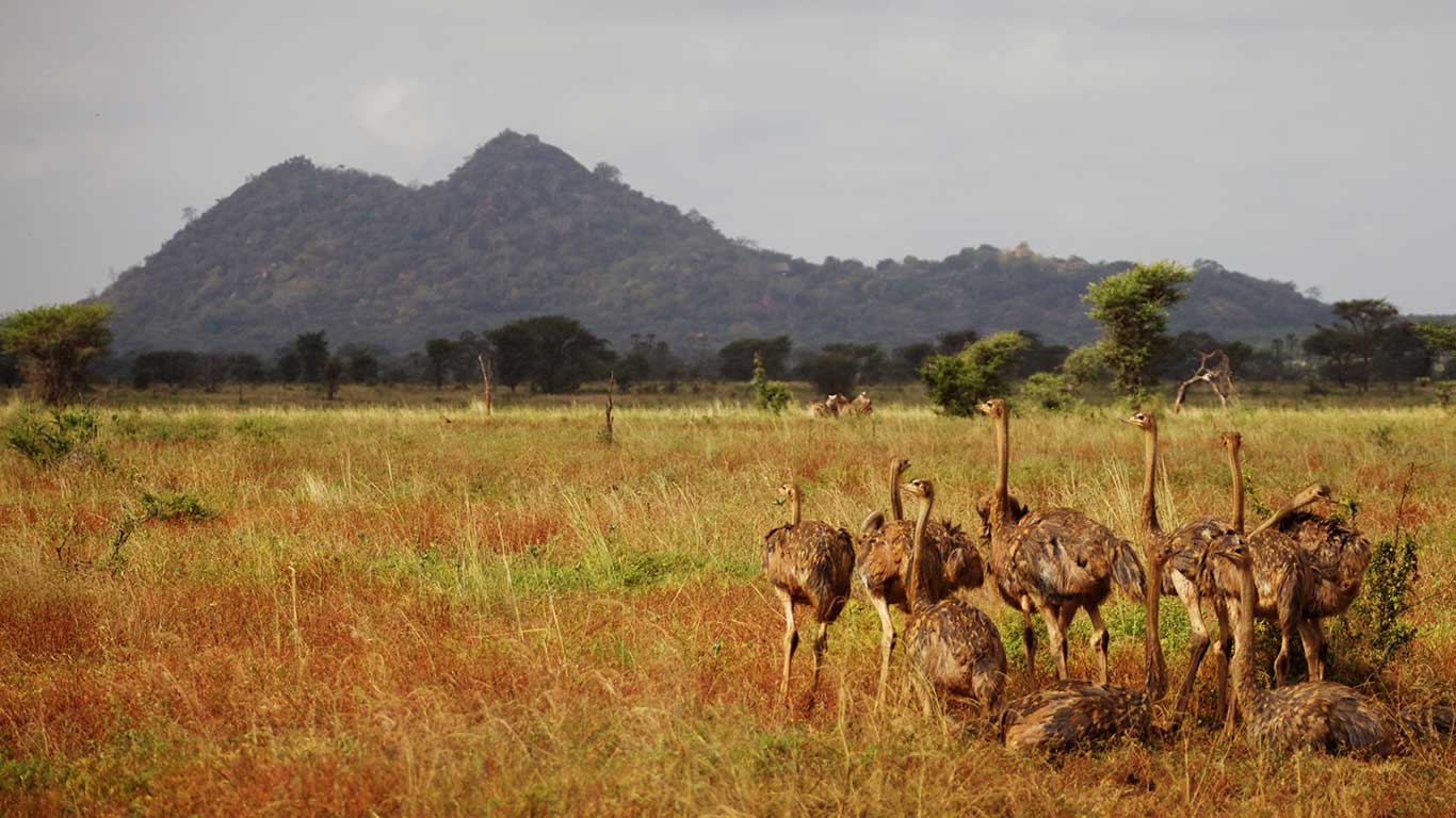 Elsas Kopje Meru Wildlife