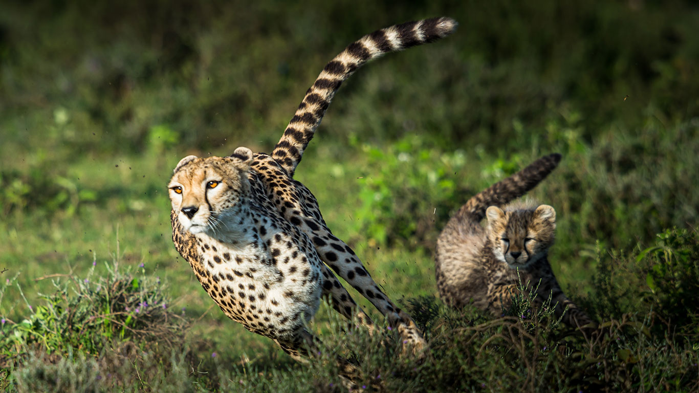 cheetah serengeti