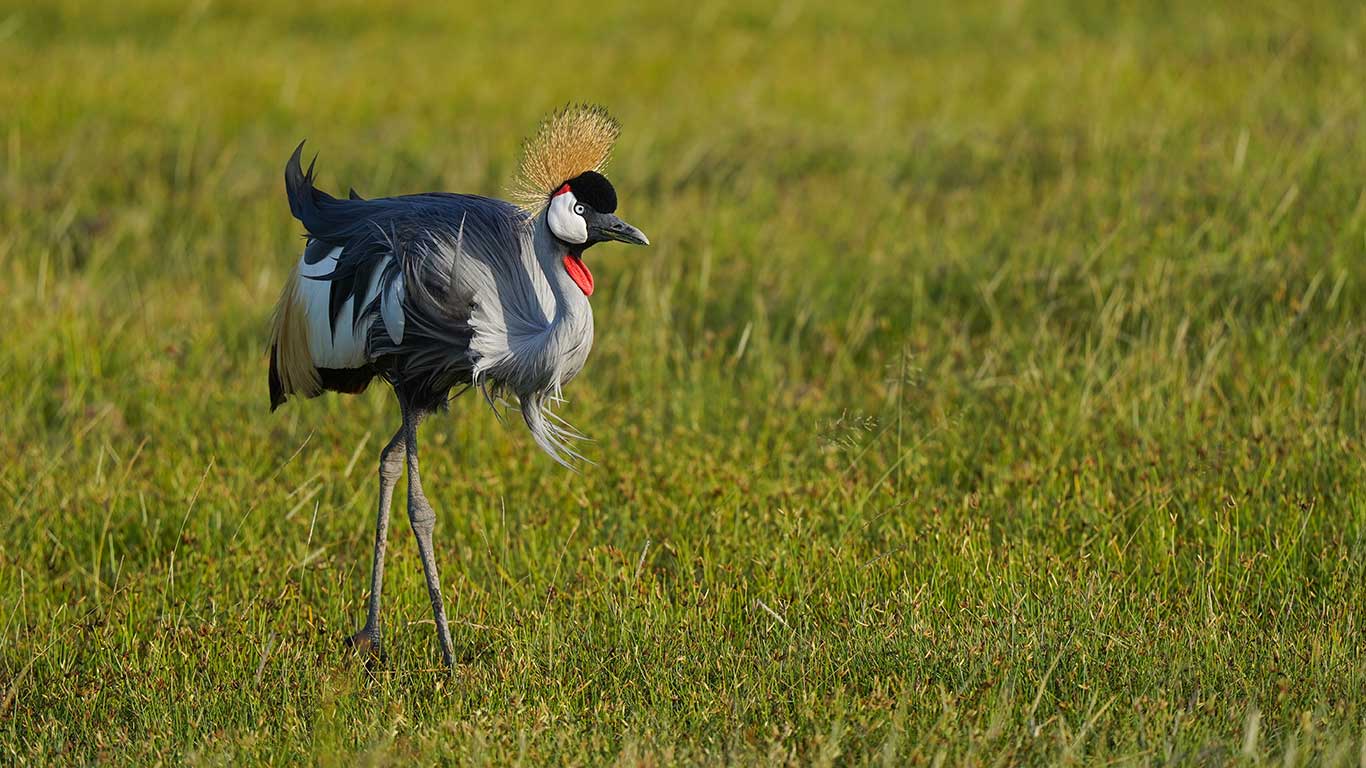 CraneBird