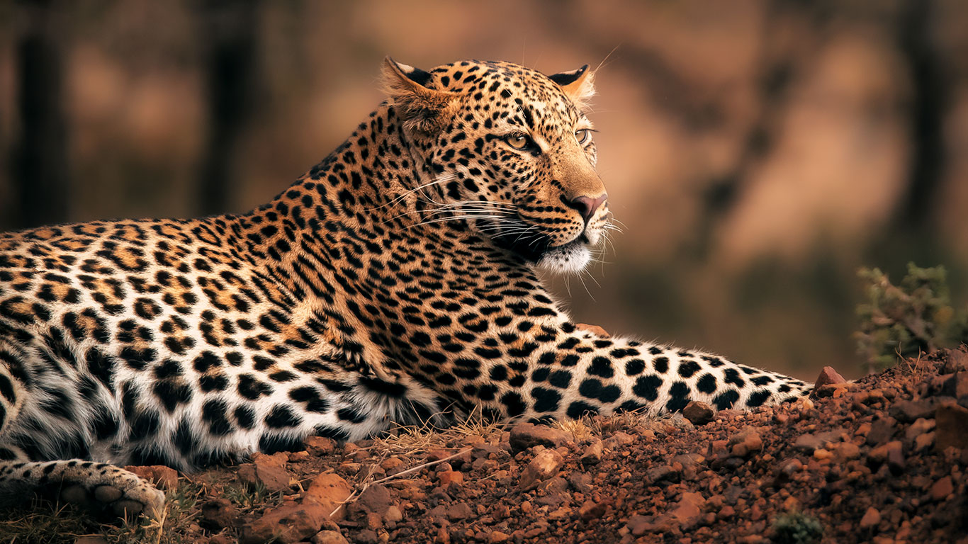 Elewana Loisaba Leopard