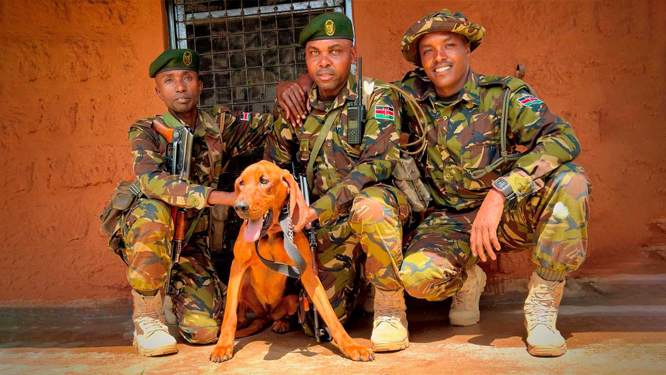 Lina with her handlers on the day she arrived at Lewa. ©Lewa Wildlife Conservancy
