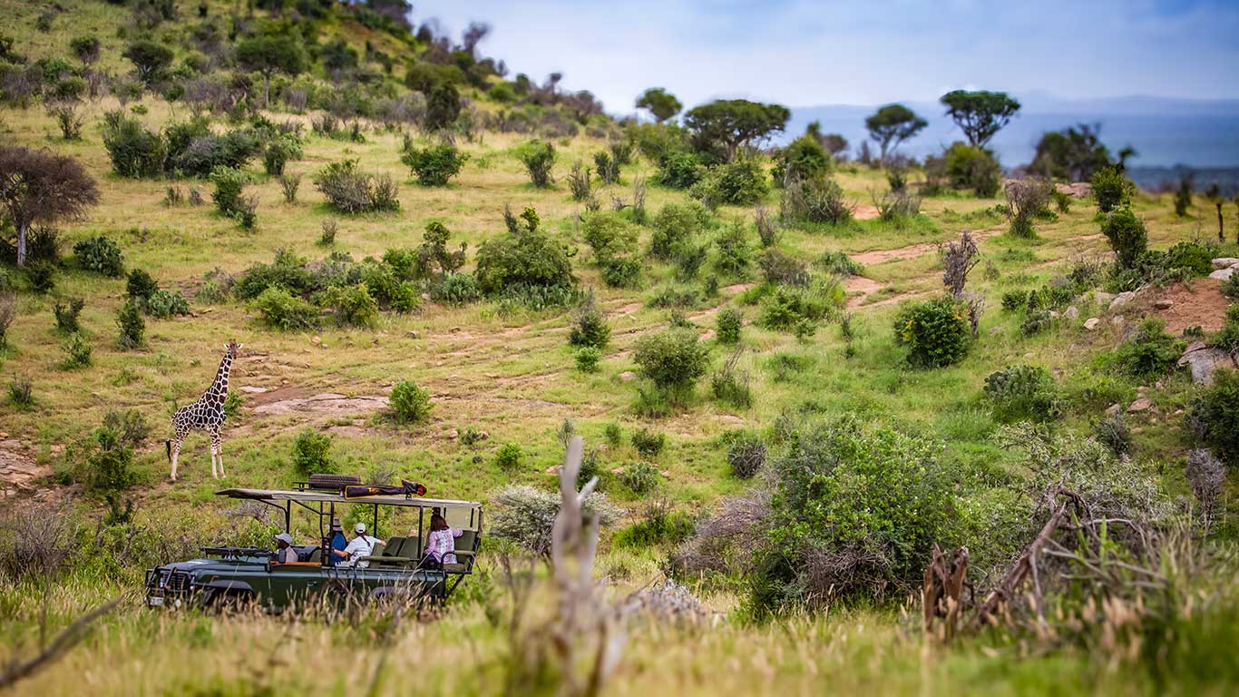 Loisaba Tented Camp rare wild dog