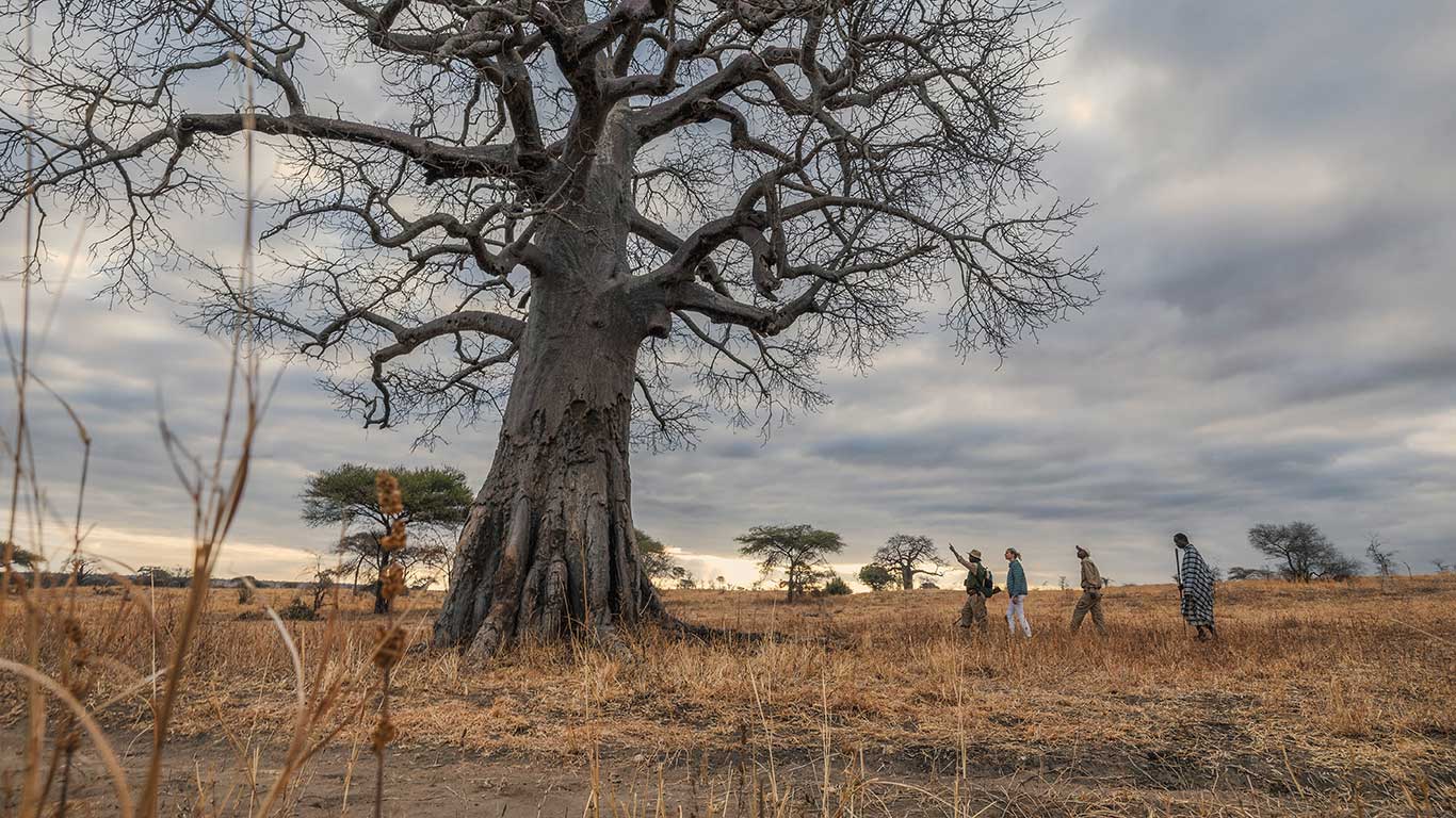 WalkingSafariWithBaobab