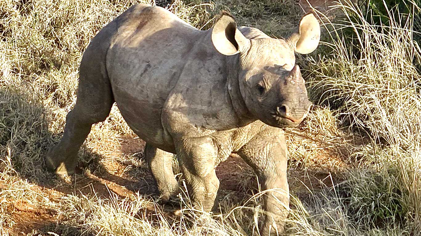 baby rhino Roz
