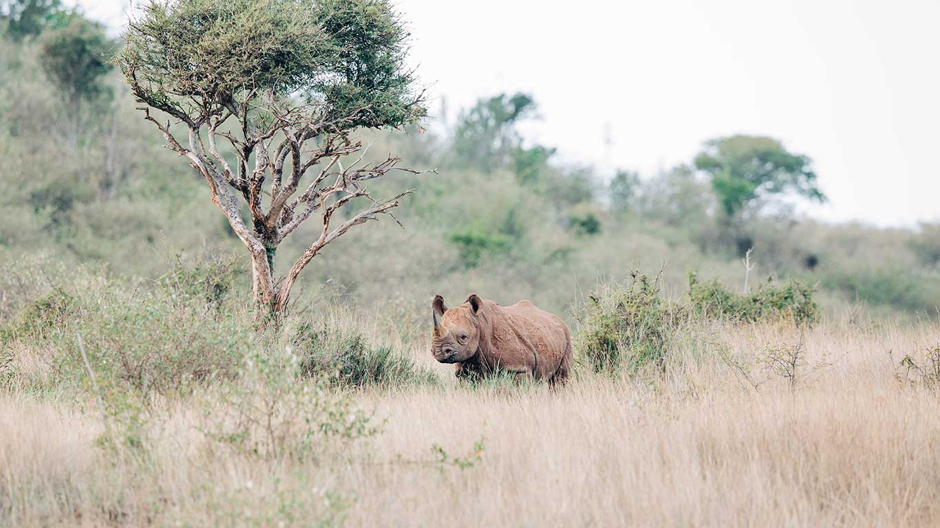 karthika gupta loisaba william eastern black rhino 11 4ed049ce