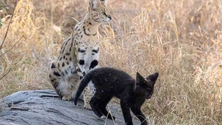 Black leopard mother