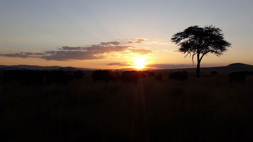 Taken by Godfrey Polonet Kinyaga in Lewa Wildlife Conservancy Sunset