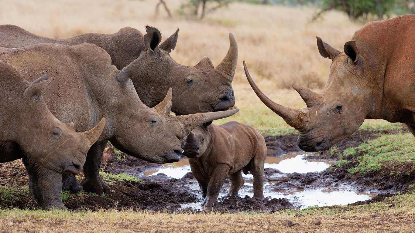 Celebrating 17 Rhino Births and Zero poaching
