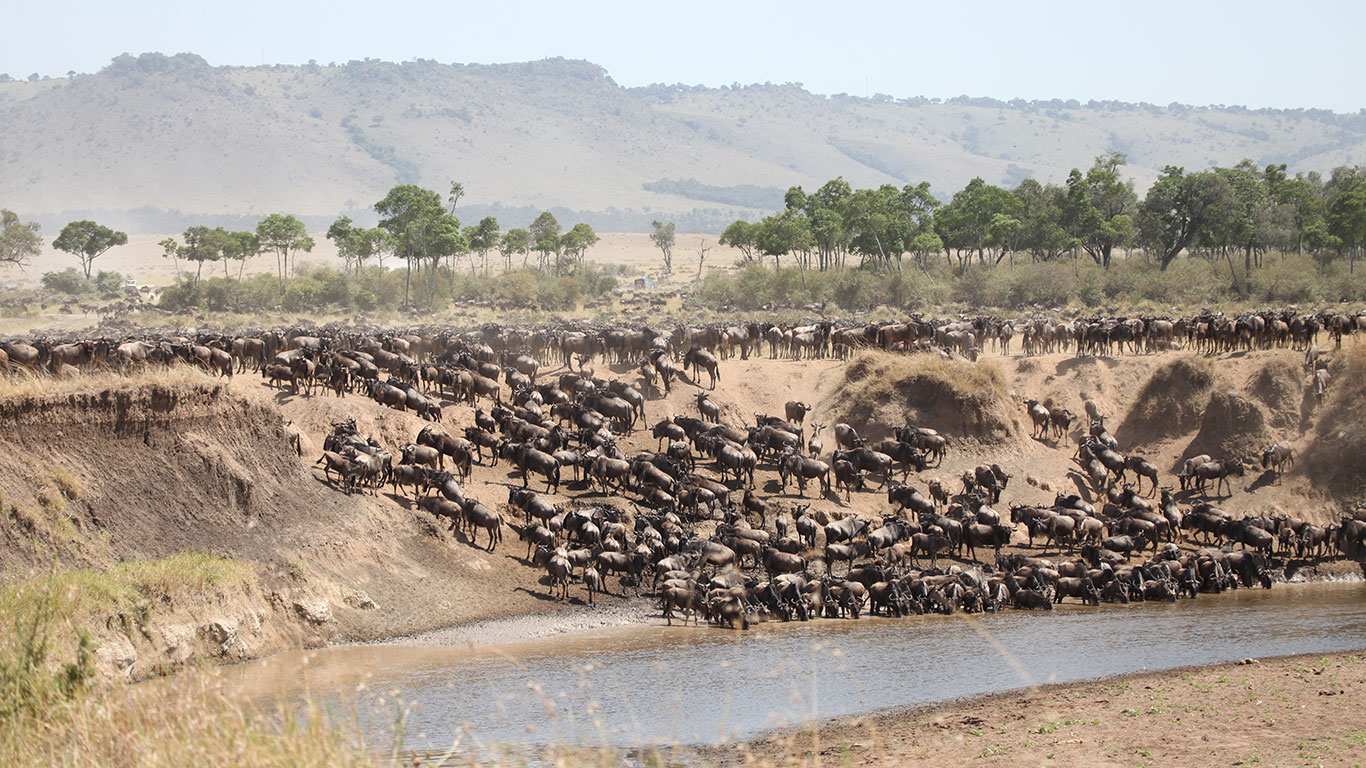 wildebeest mara river