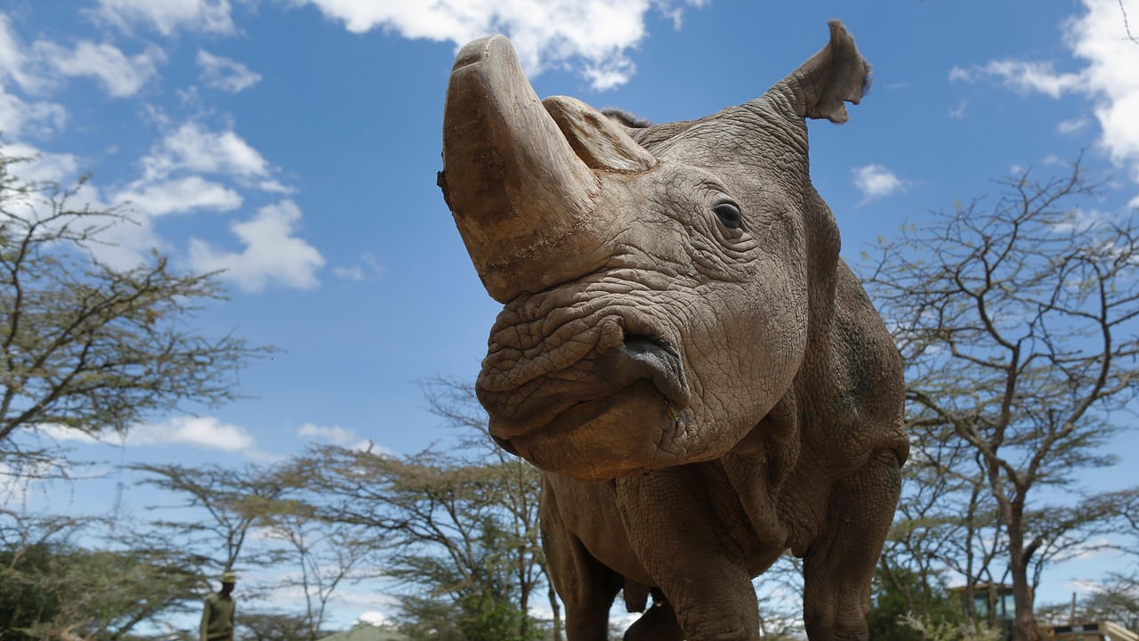 Sudan-White-Rhino