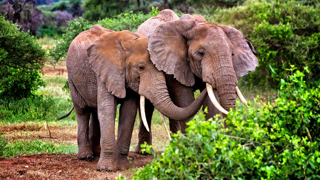 elephants-in-tarangire