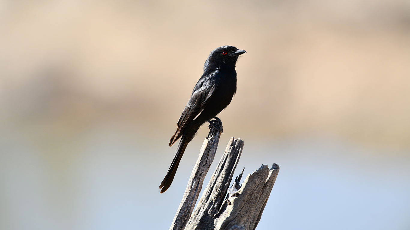 Fork tailed Drongo 1 AB