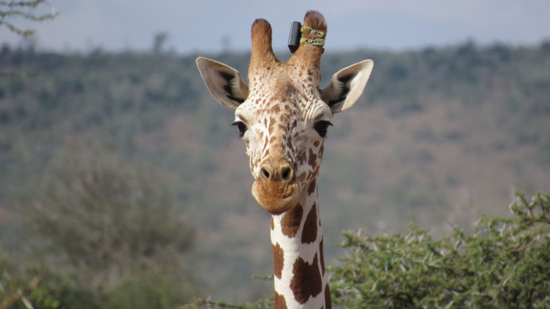 Loisaba Conservancy Giraffe collaring
