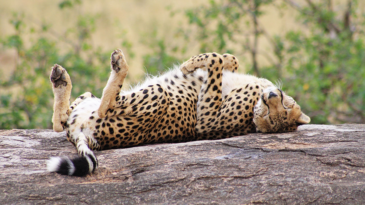 serengeti-leopard