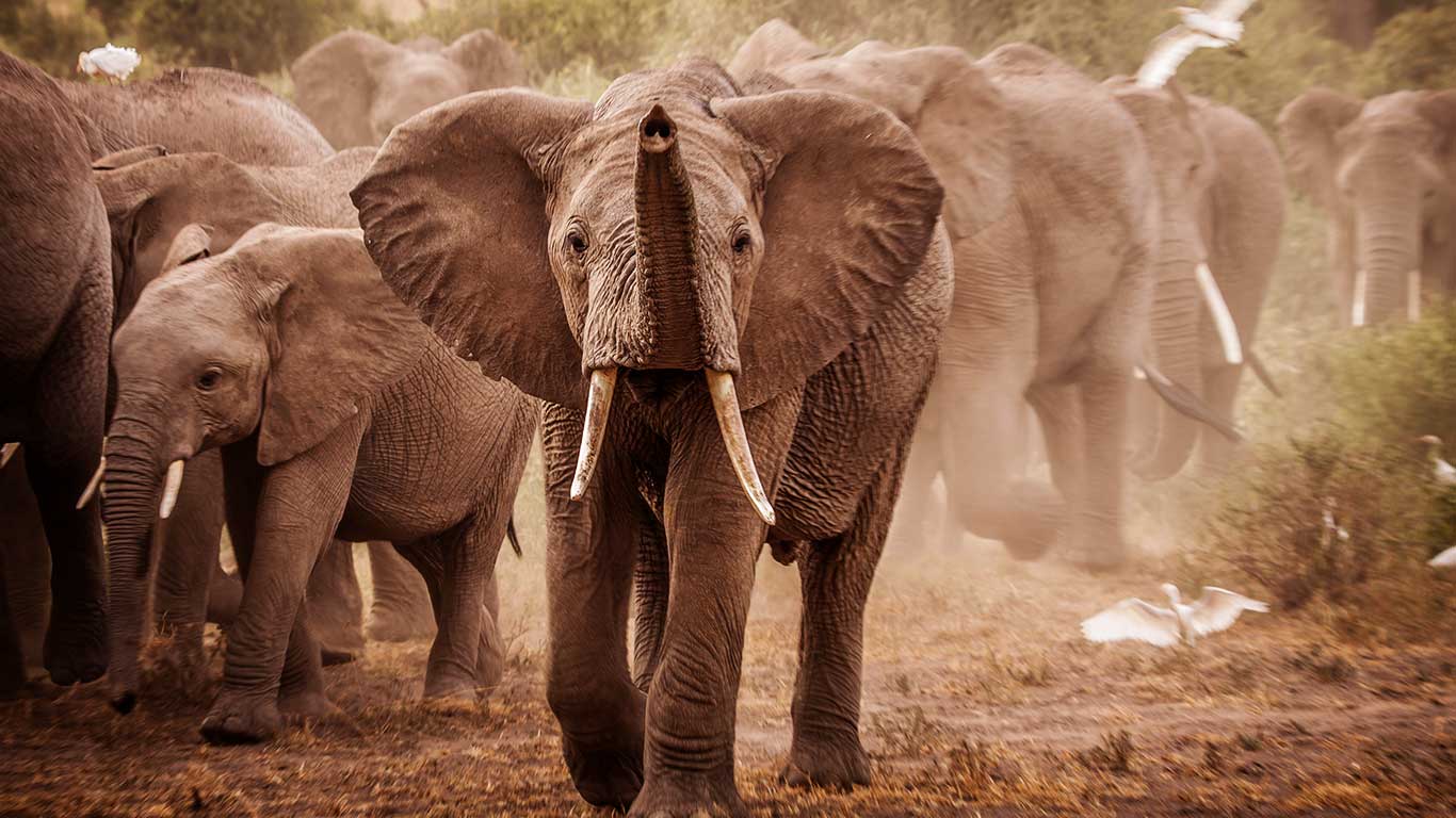 Tortilis Camp wildlife elephant herd with calves