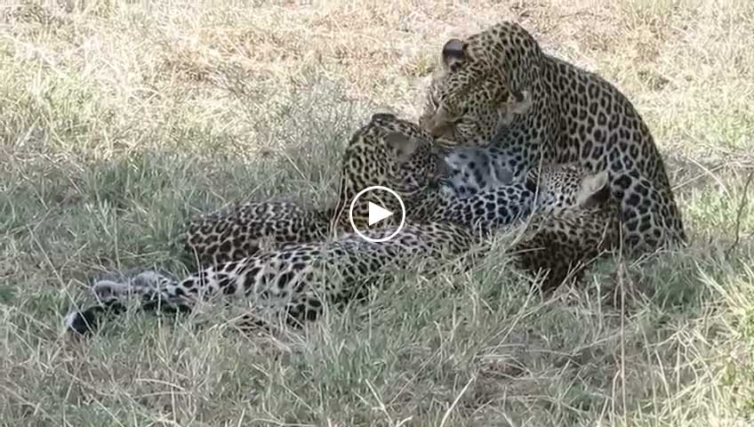 leopard video sep 2021